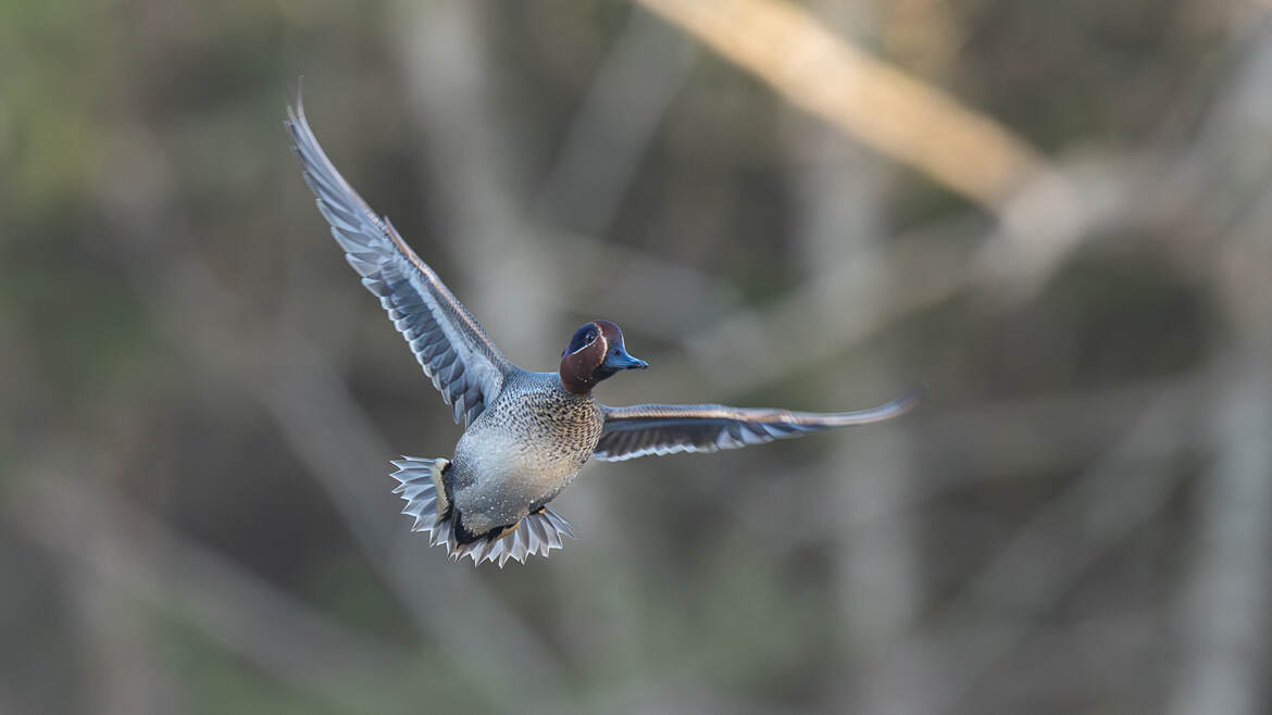 Championne en départ arrété
