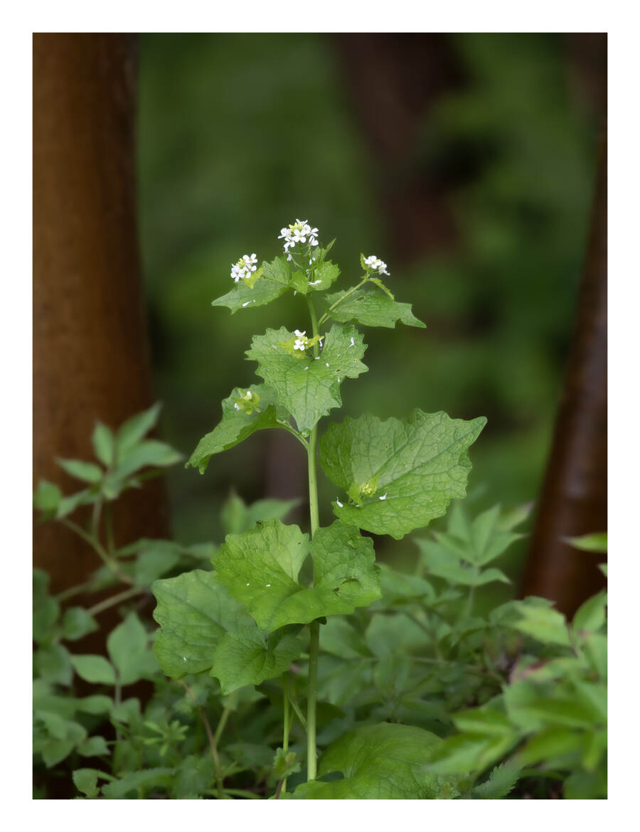 Au pied de l'arbre, l'herbe à l'ail