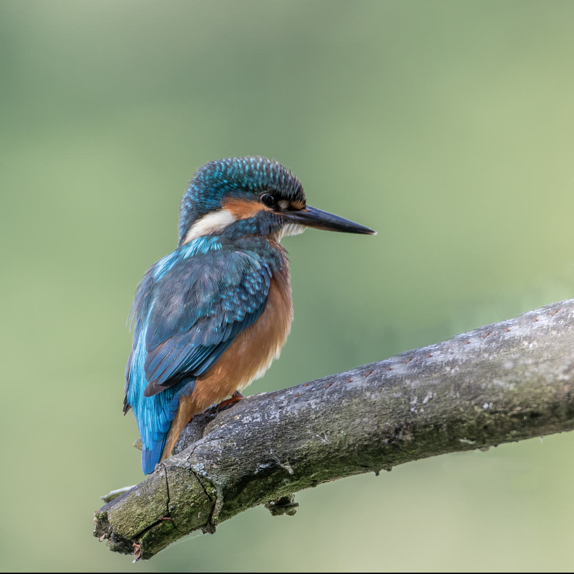 Kingfisher