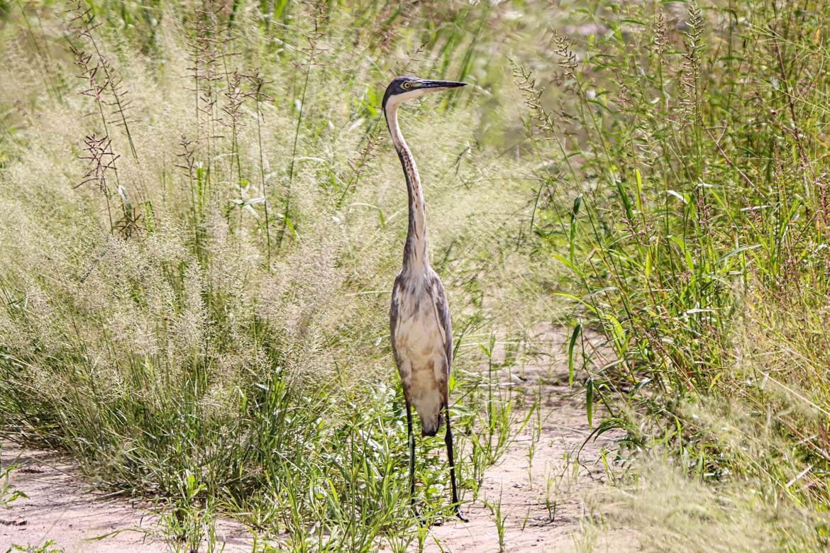 Dans les herbes hautes ...