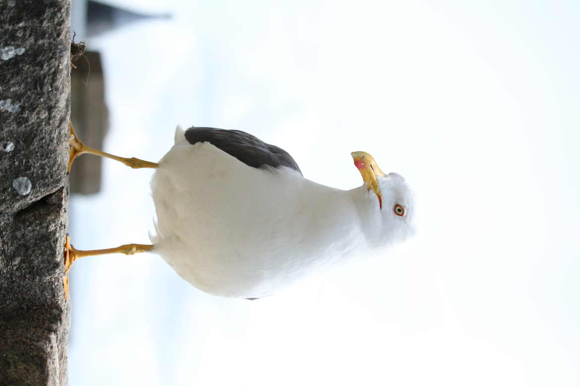 mouette