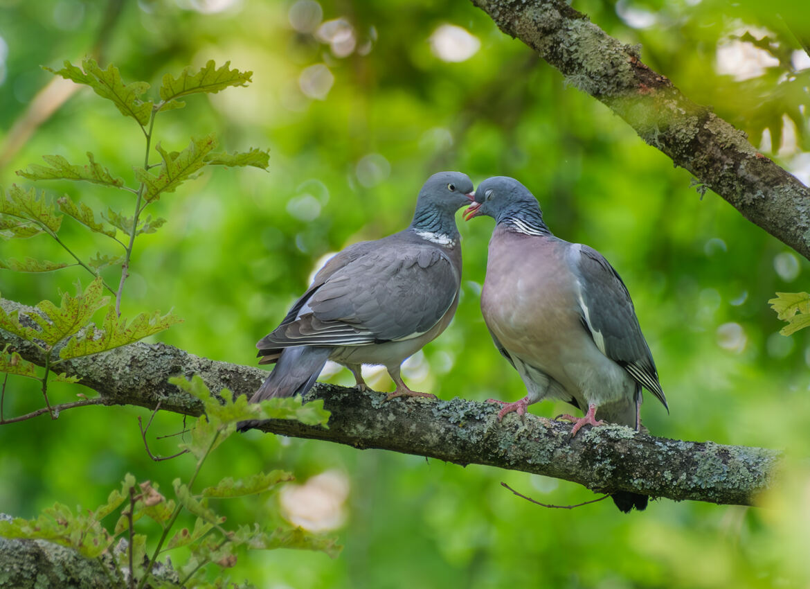 Ah l'amour...