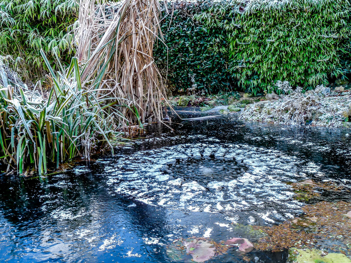 Mon étang sous la glace