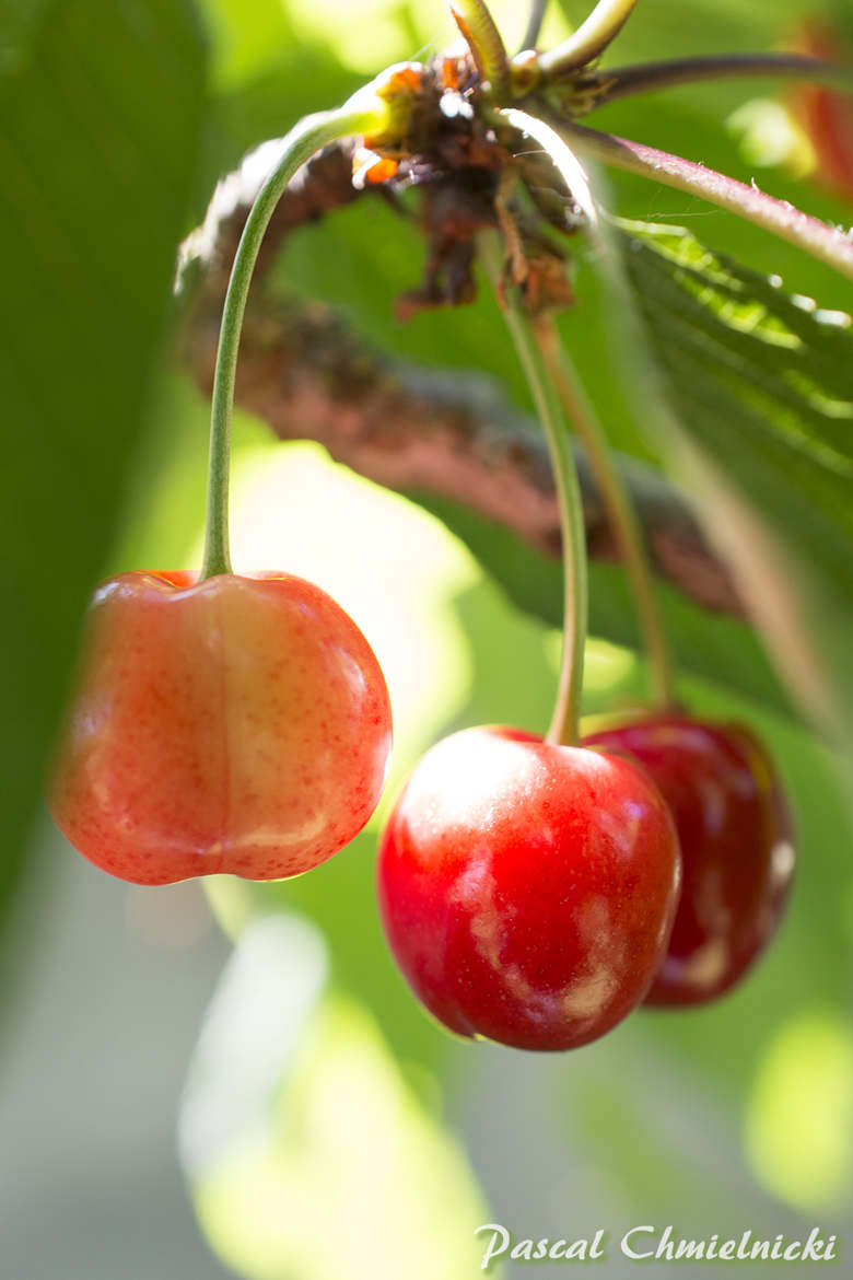 Le temps des cerises