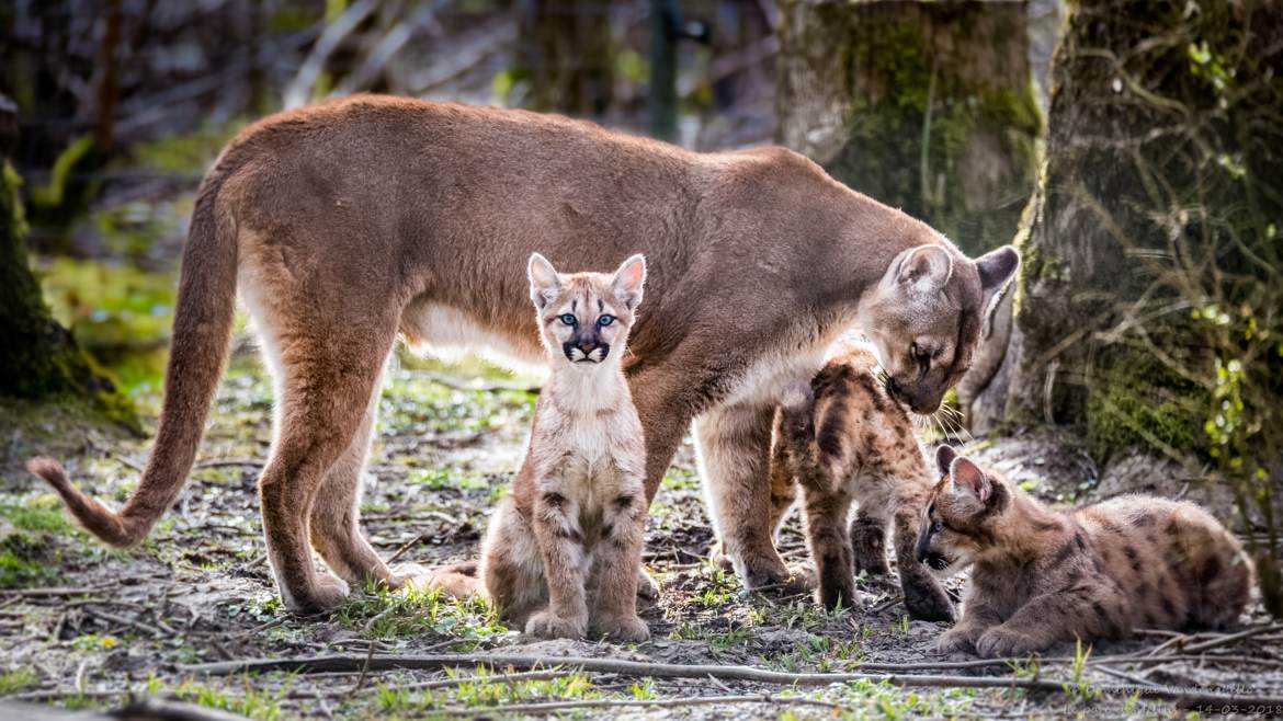Famille cougar