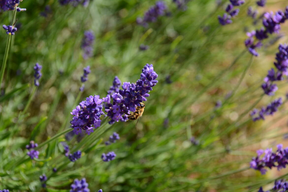 Lavandes et abeille