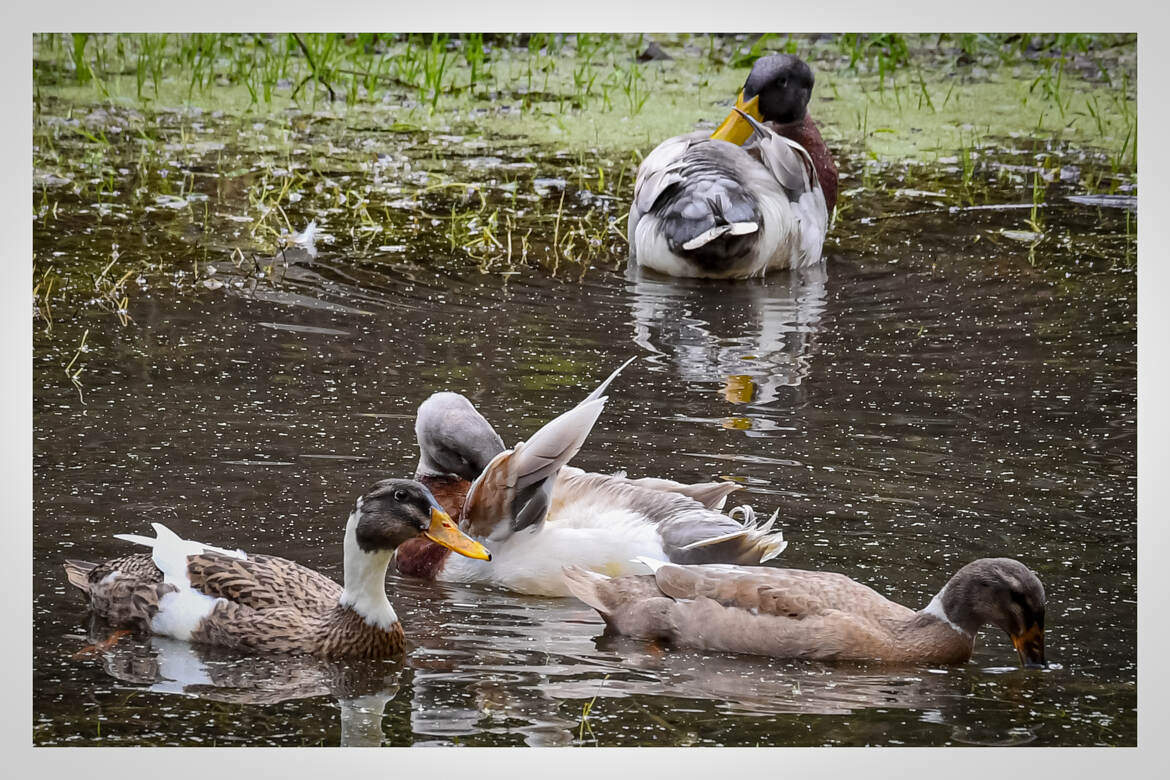 Petite mare à canard