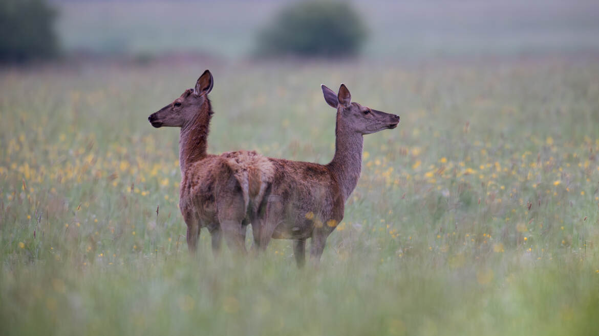 La bête a deux têtes