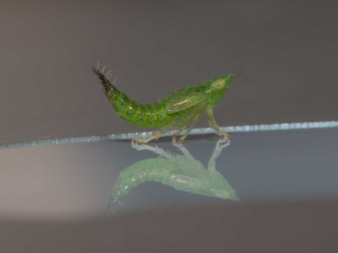 Little green bug