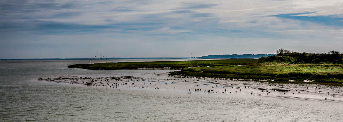 Baie de Somme bien occupée par les oiseaux