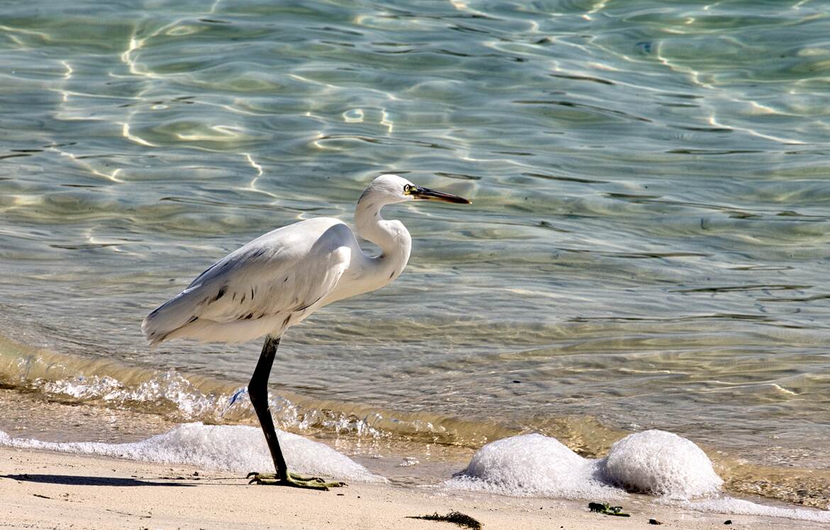 Au bord du Golf Persique !