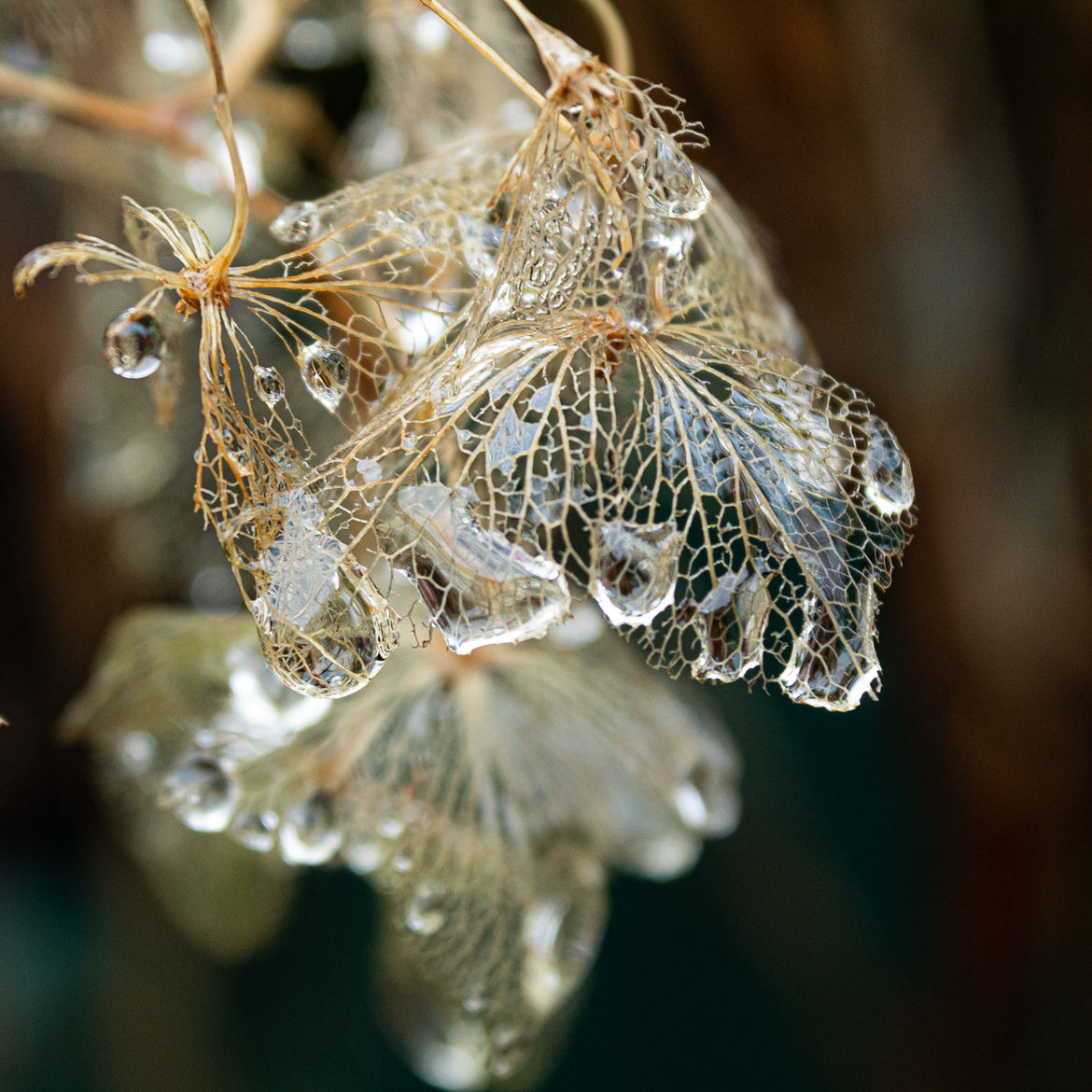 Perle de pluie