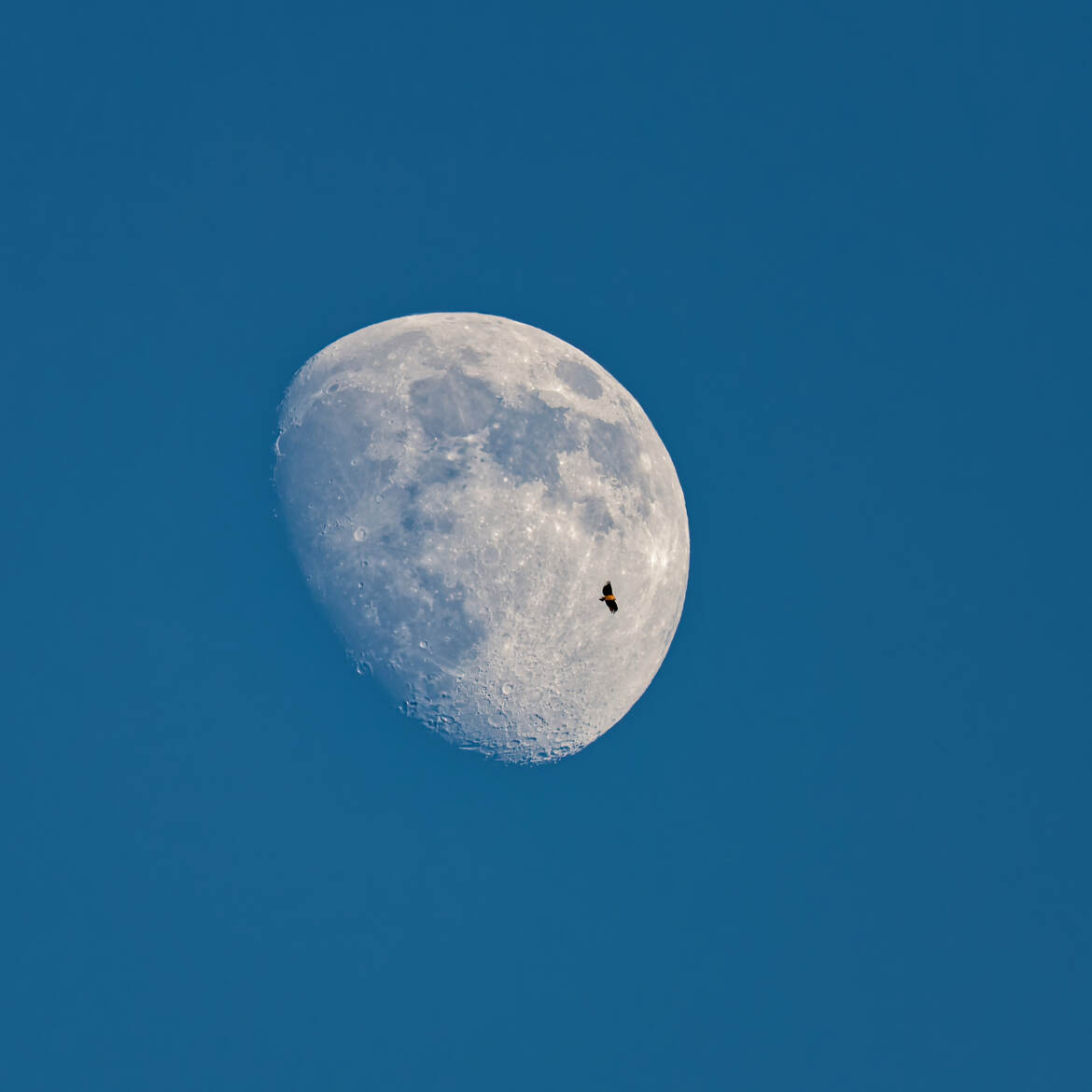 un fauve sur la lune...