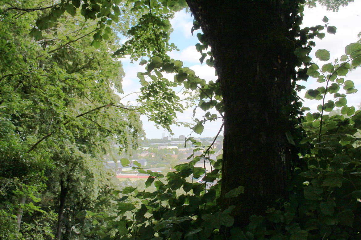 A travers les arbres à Château-Gontier 53