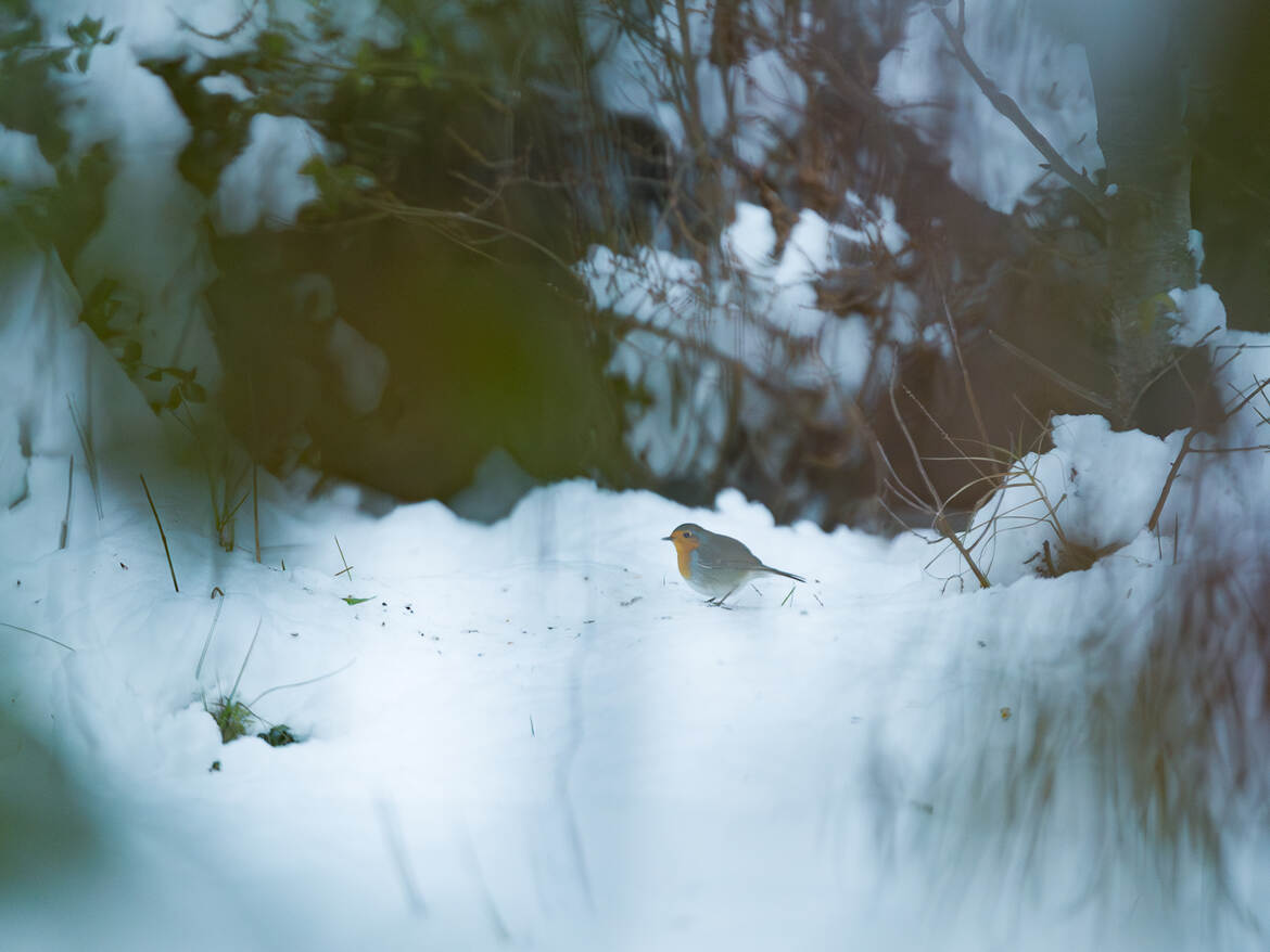 Rouge gorge en hiver