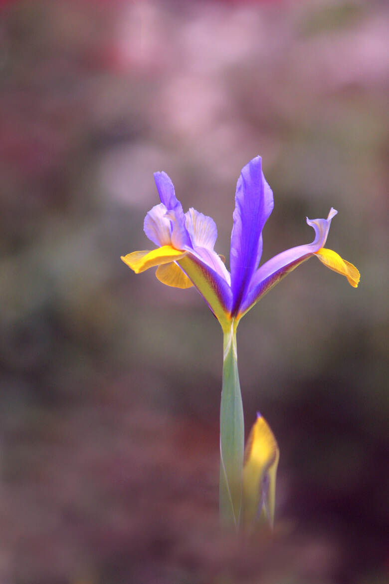 Beauté Florale