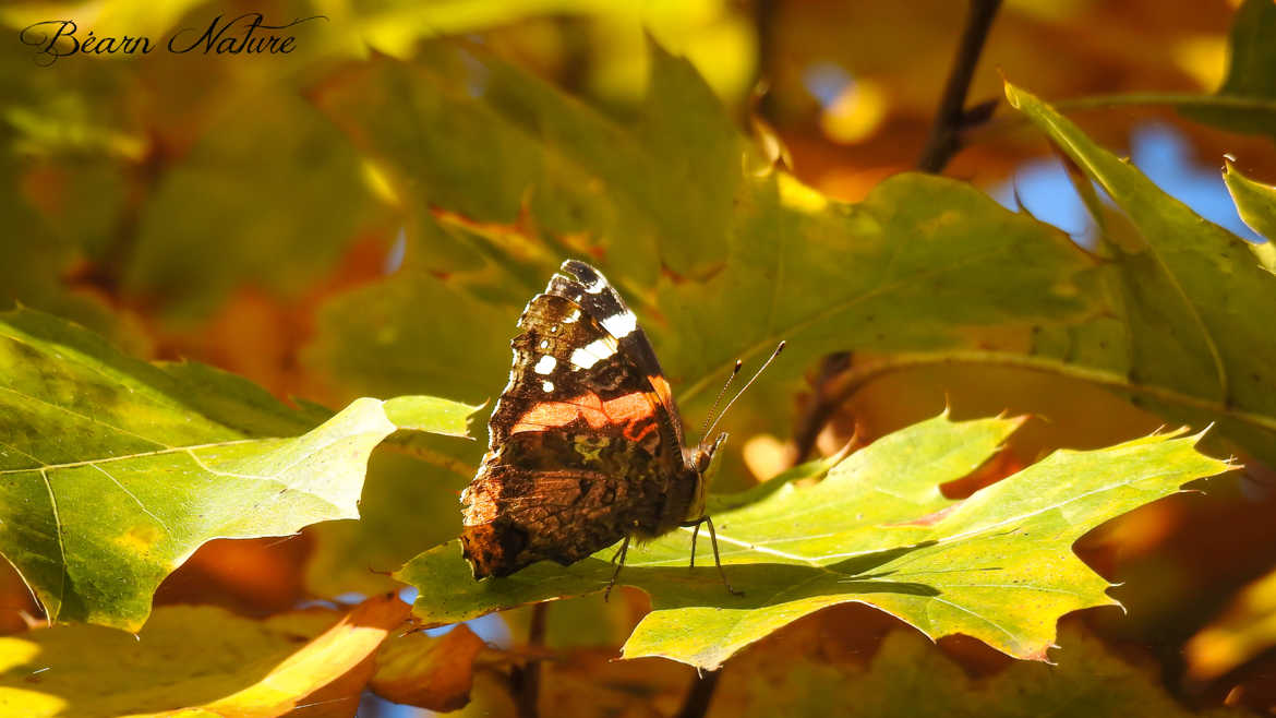 Papillon d'automne