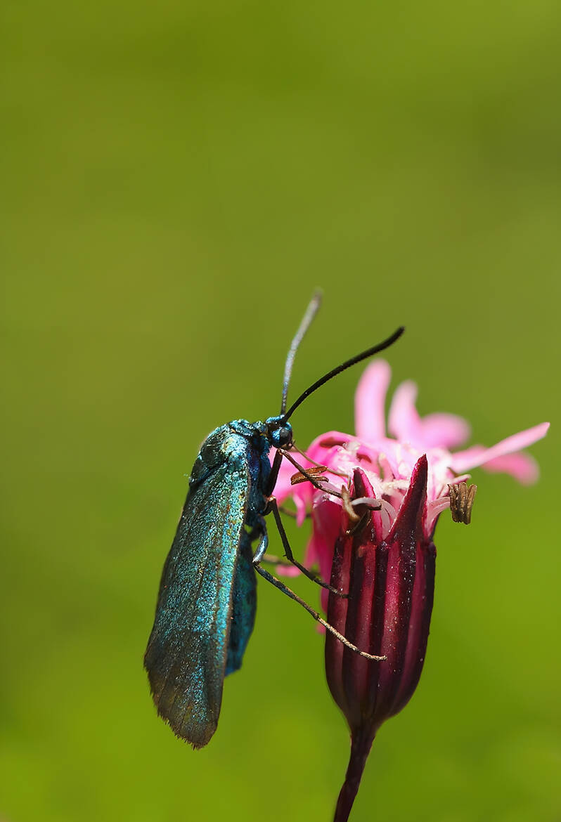 La turquoise de la globulaire