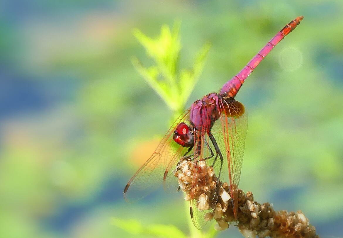 La Belle Rouge