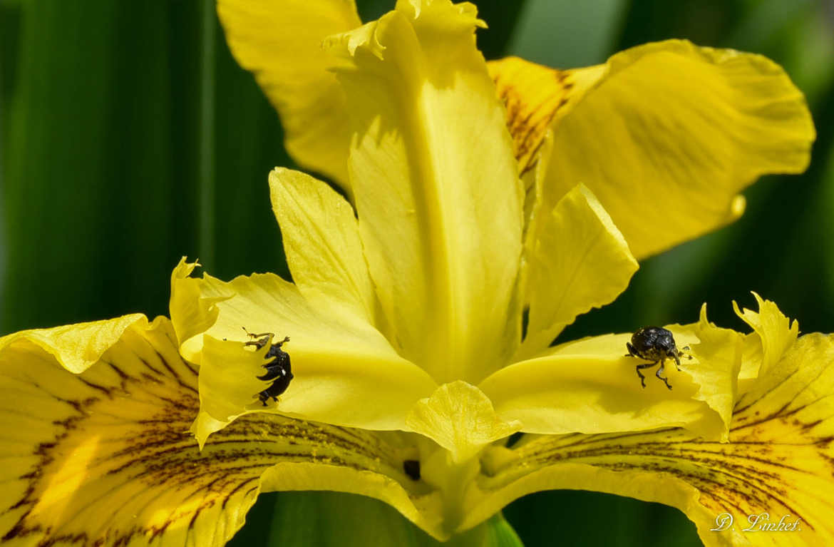 Iris beauté de la nature. 2