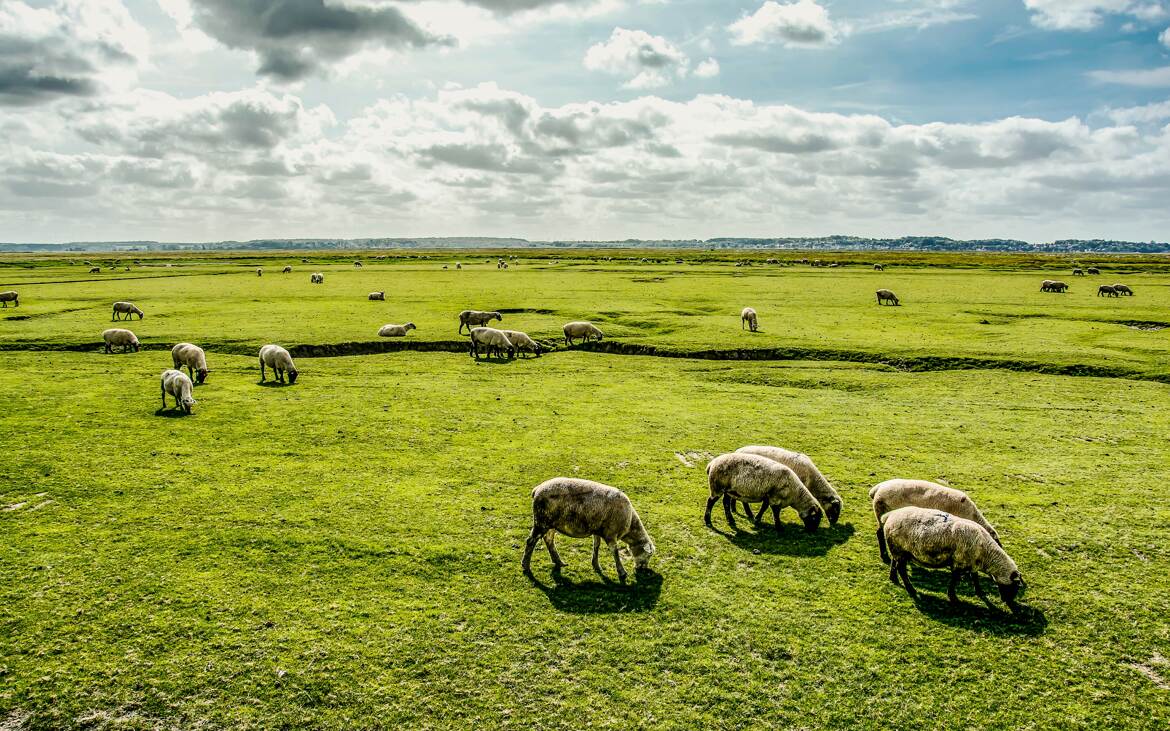 Pâturage en pré salé en Baie de Somme