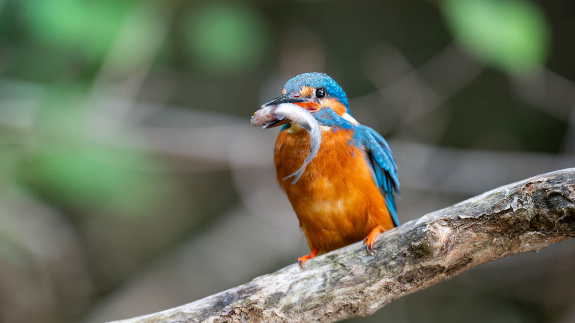 Il est frais mon poisson ! il est frais