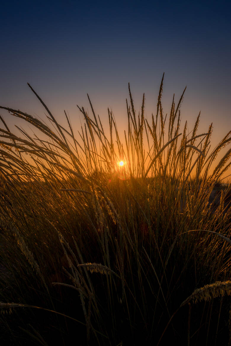 A travers les herbes hautes