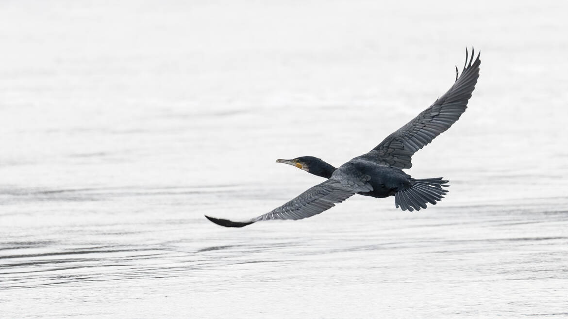 Survol de la Saône par le Grand cormoran