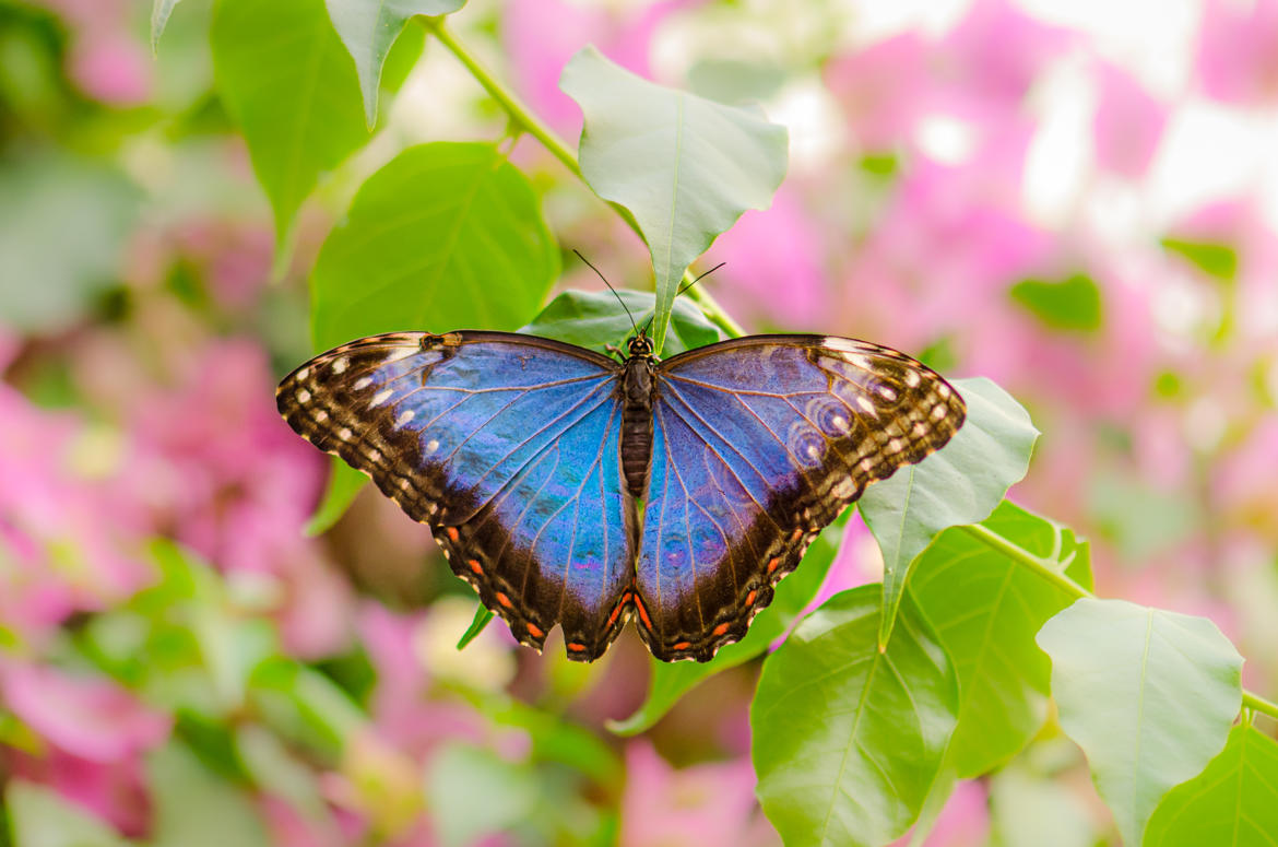 Papillon bleu tropical