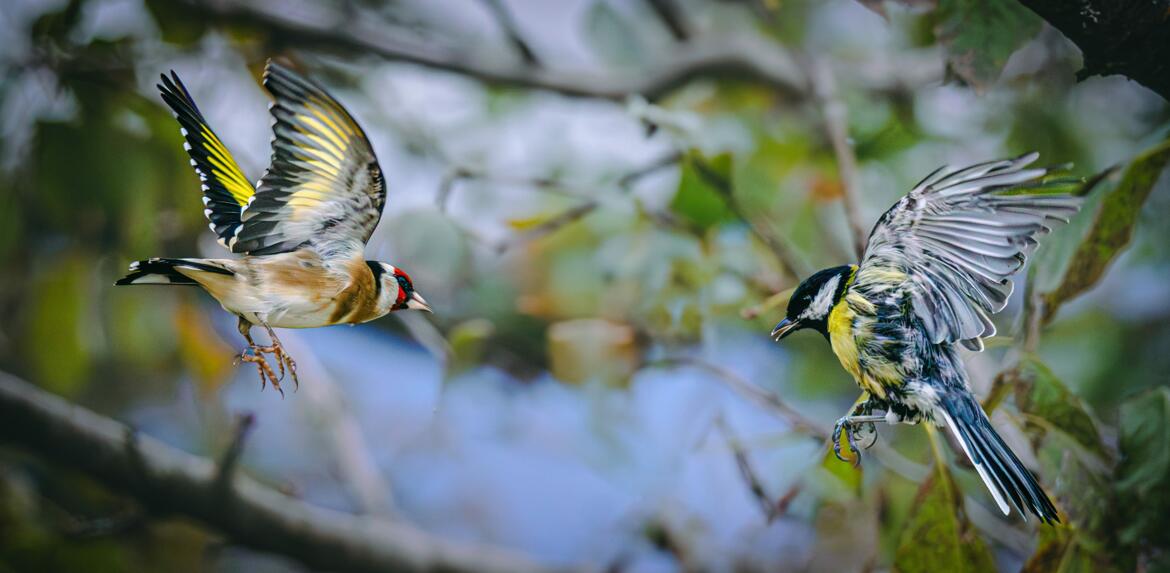 rencontre inter espèces