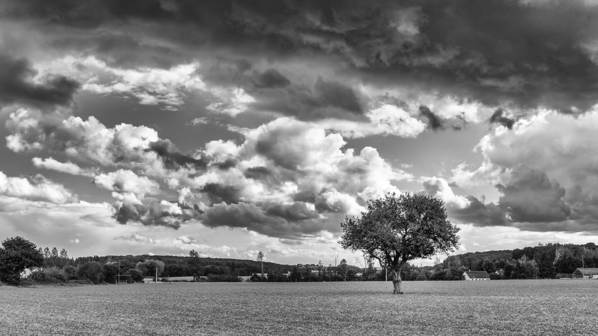 L'arbre tout seul