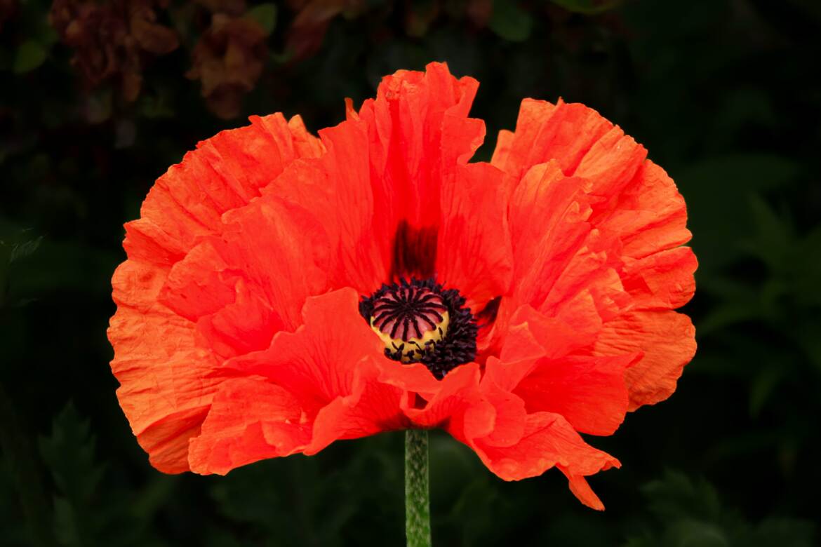 Archives floristiques : Pavot d'Orient