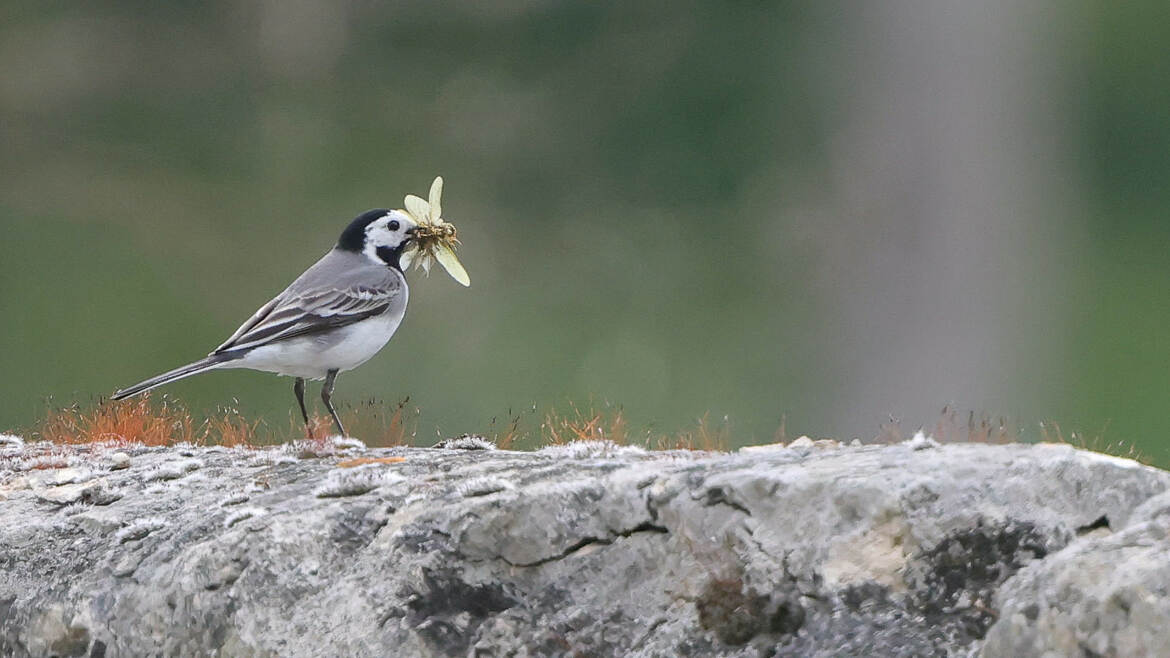 un appétit d'oiseau