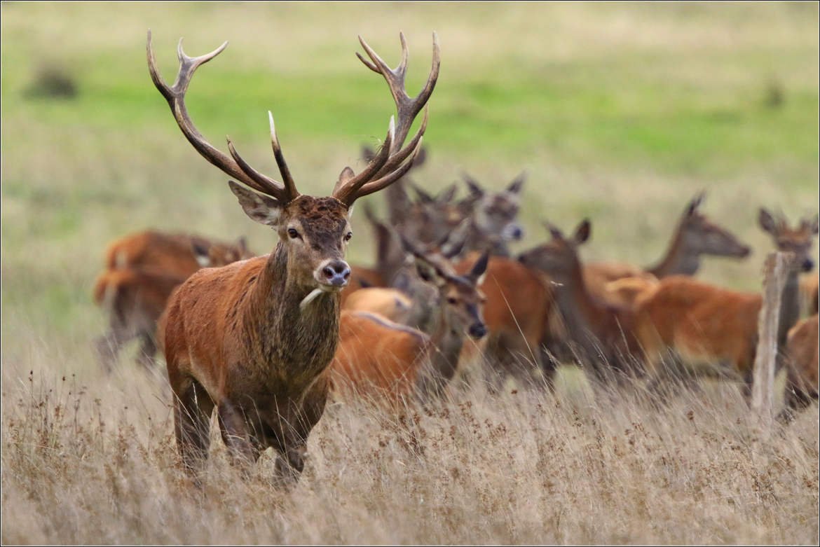 un matin , un grand cerf ...