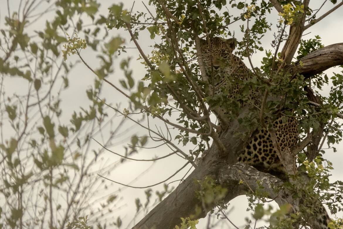 Kruger: Le Léopard