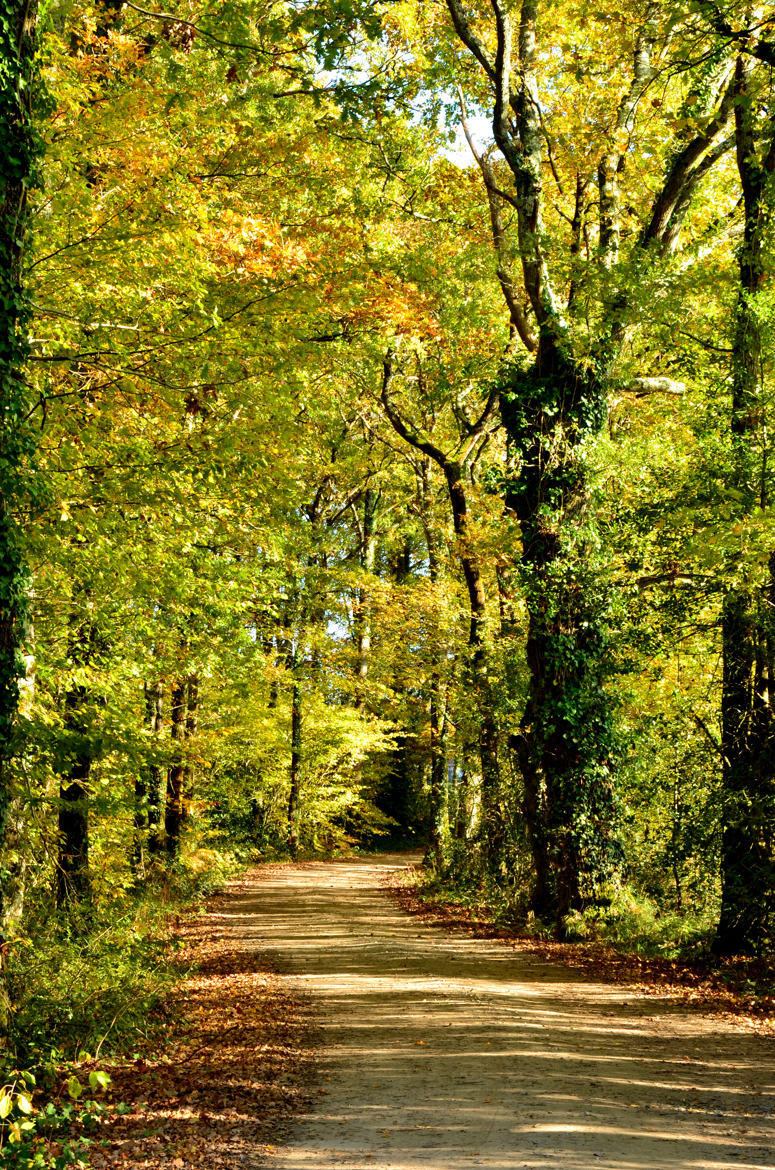 Avant l'hiver dernière balade dans les feuilles