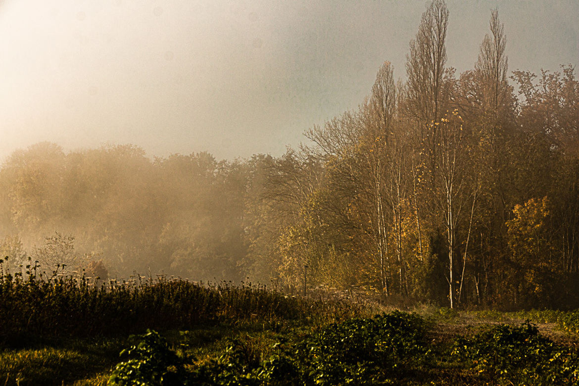 dans la brume 1