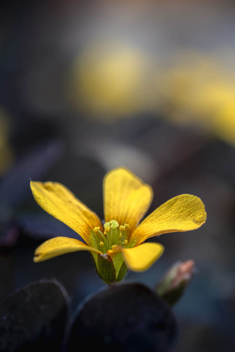 À fleur de lumière