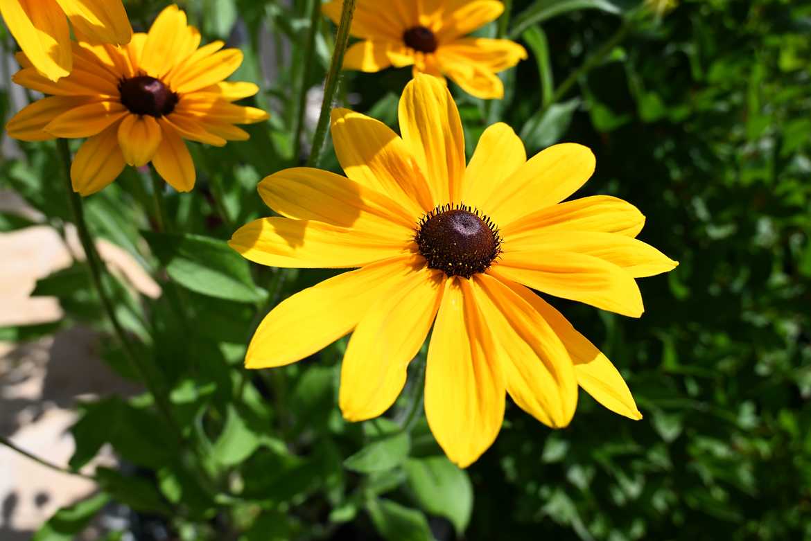 Rudbeckia