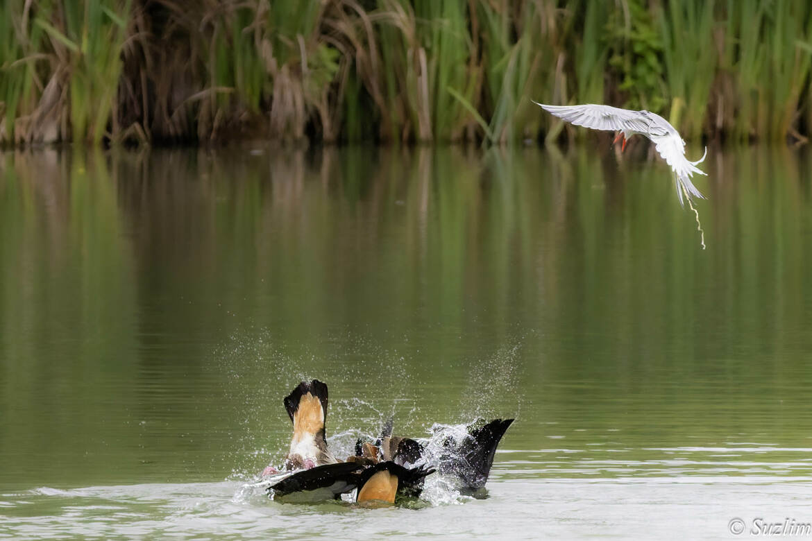 Sterne attaquant un grèbe
