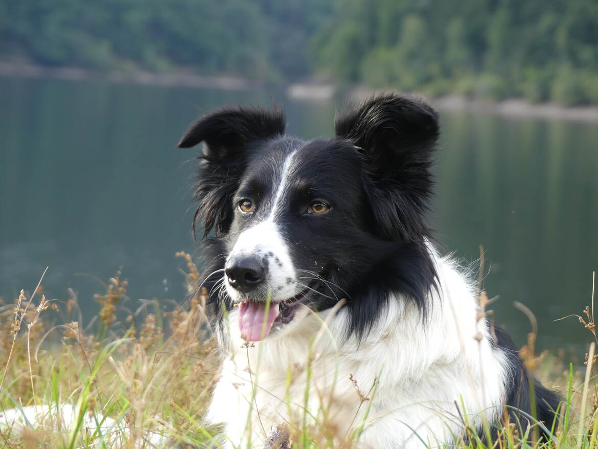 Moment paisible d'un Border Collie