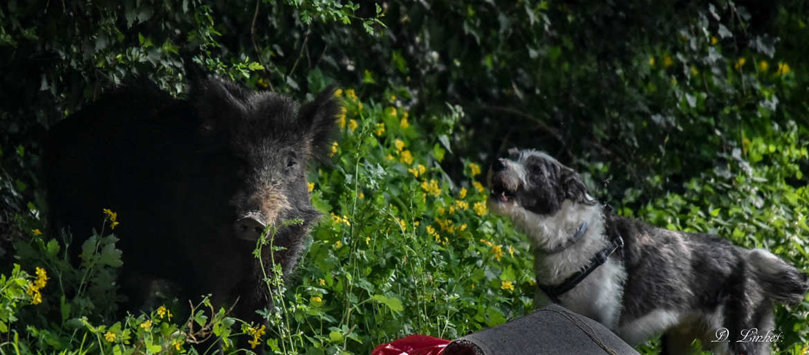 Le sanglier et le chien.