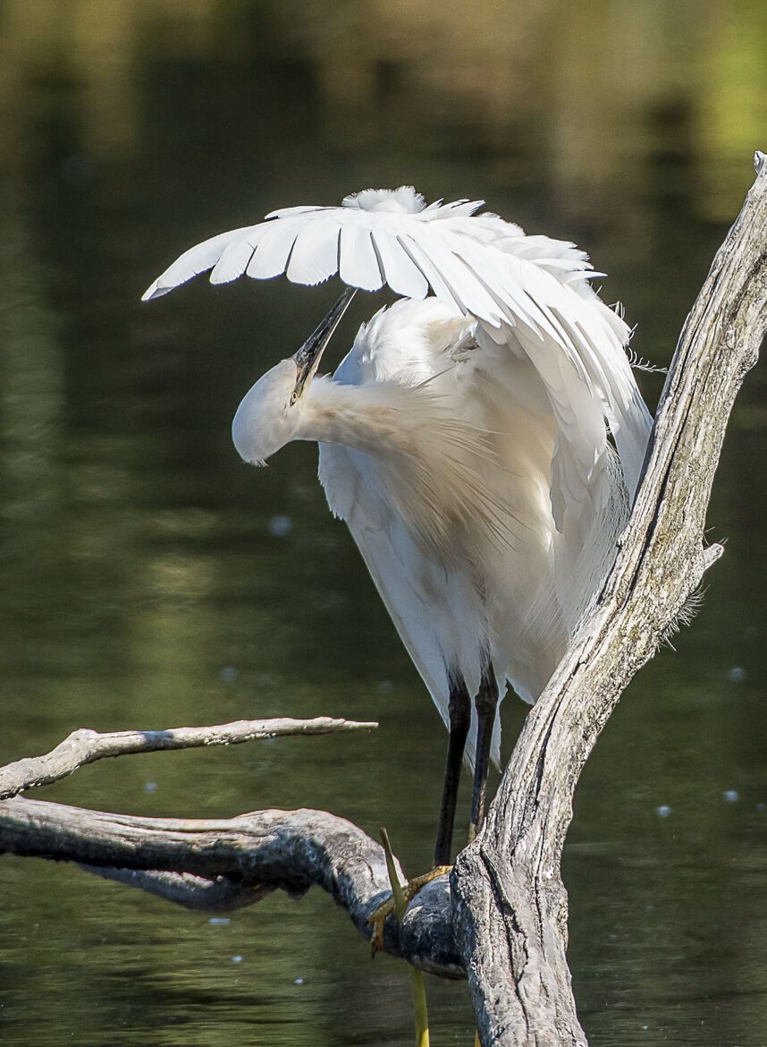 Grande aigrette