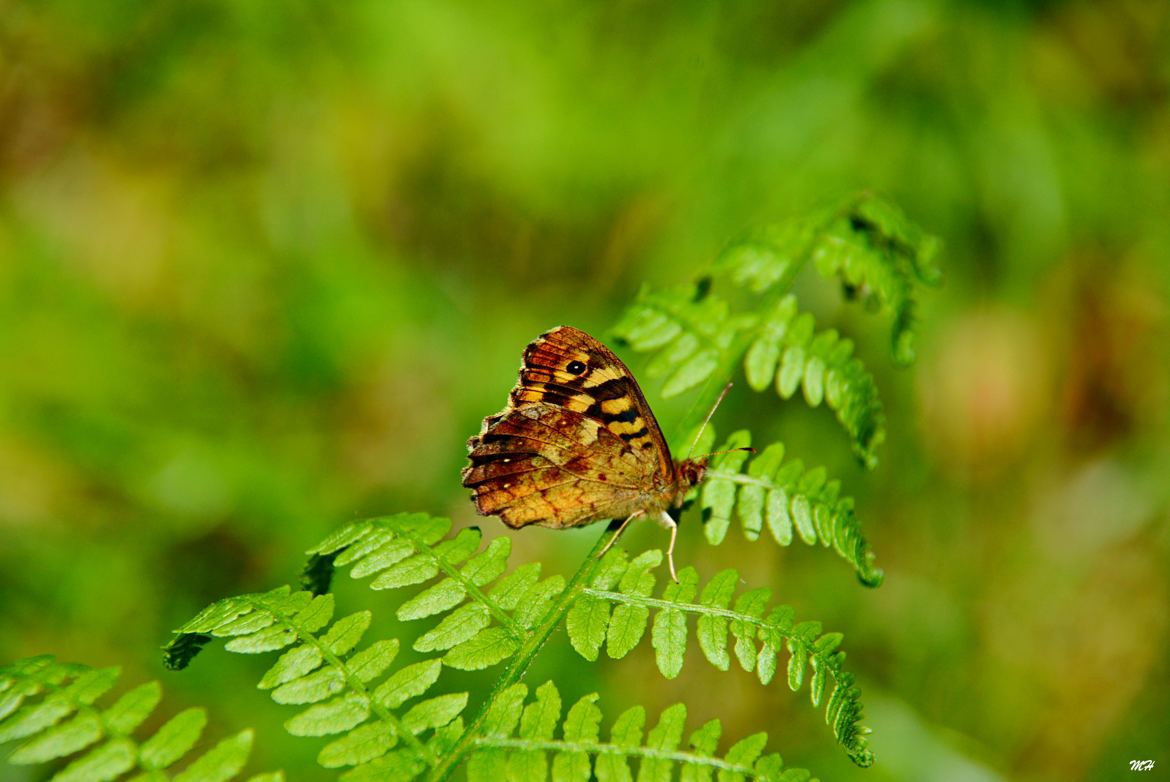 Le papillon et sa fougère