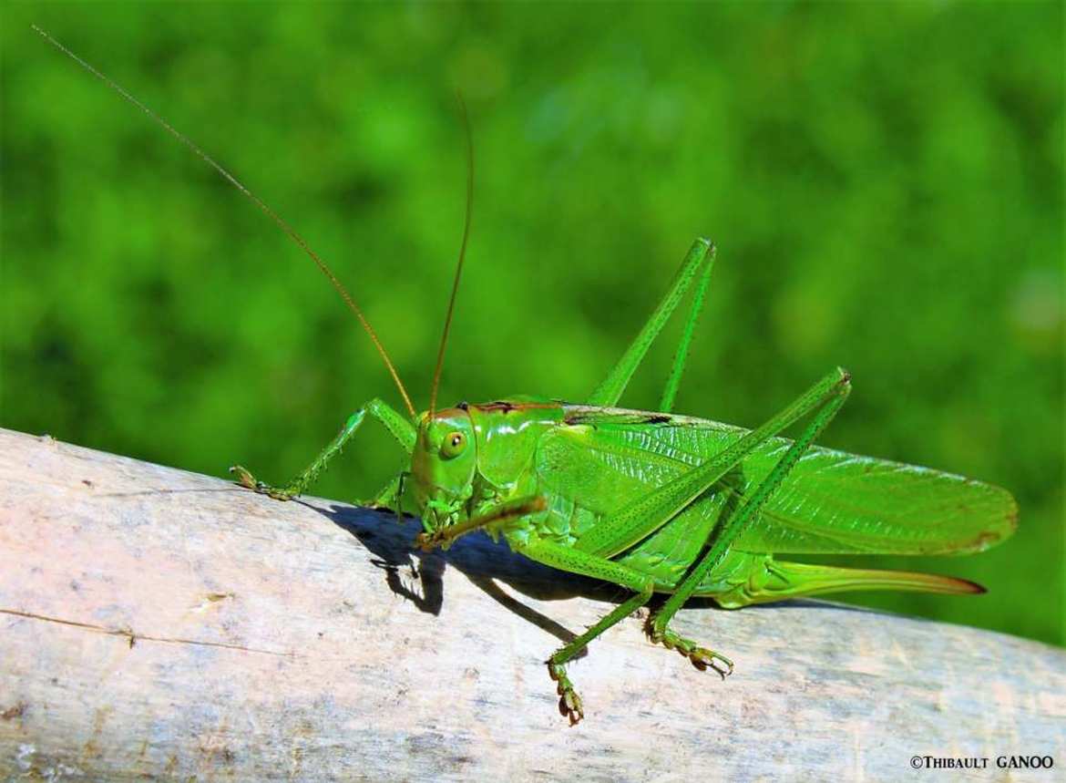 Sauterelle verte