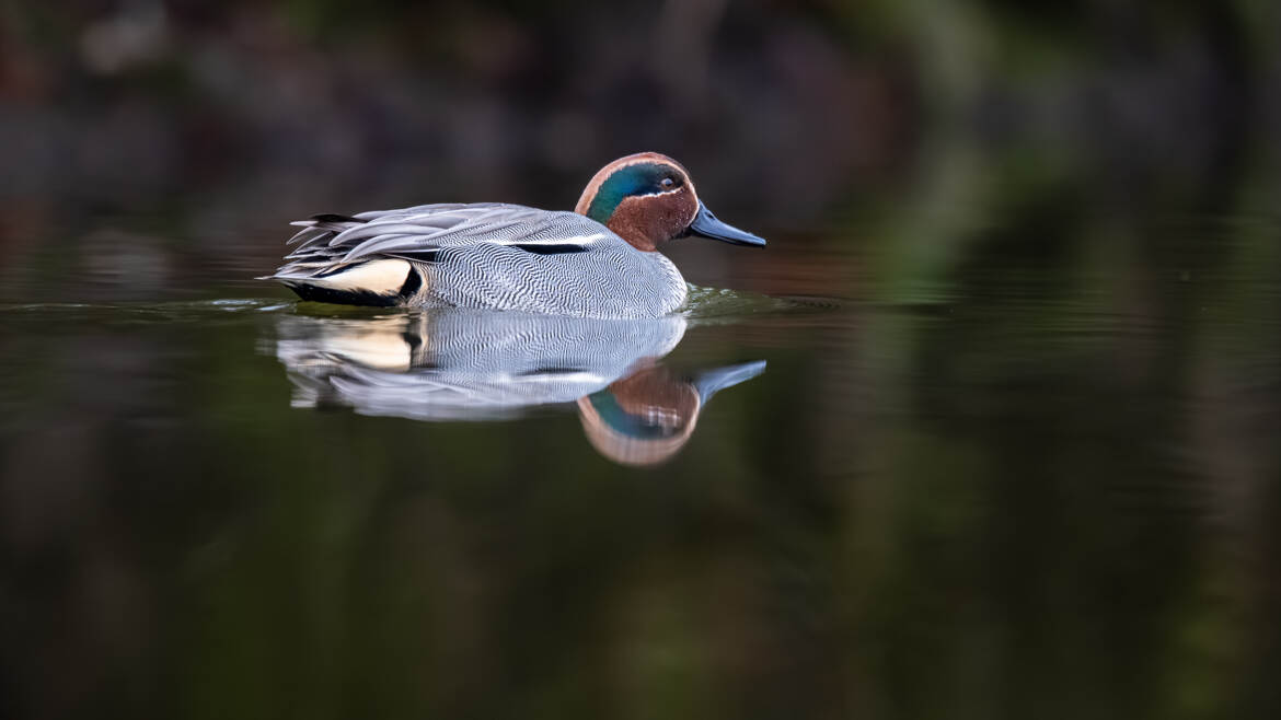 Reflet de Sarcelle