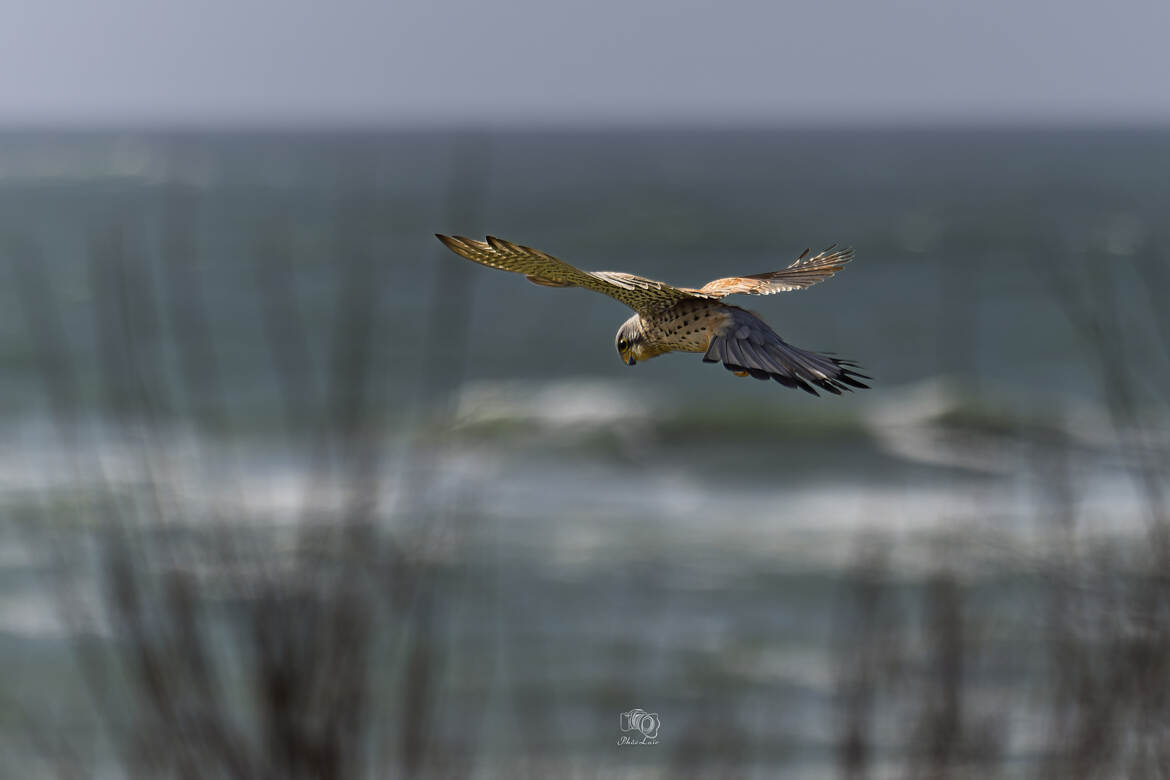 Le vol du Saint esprit