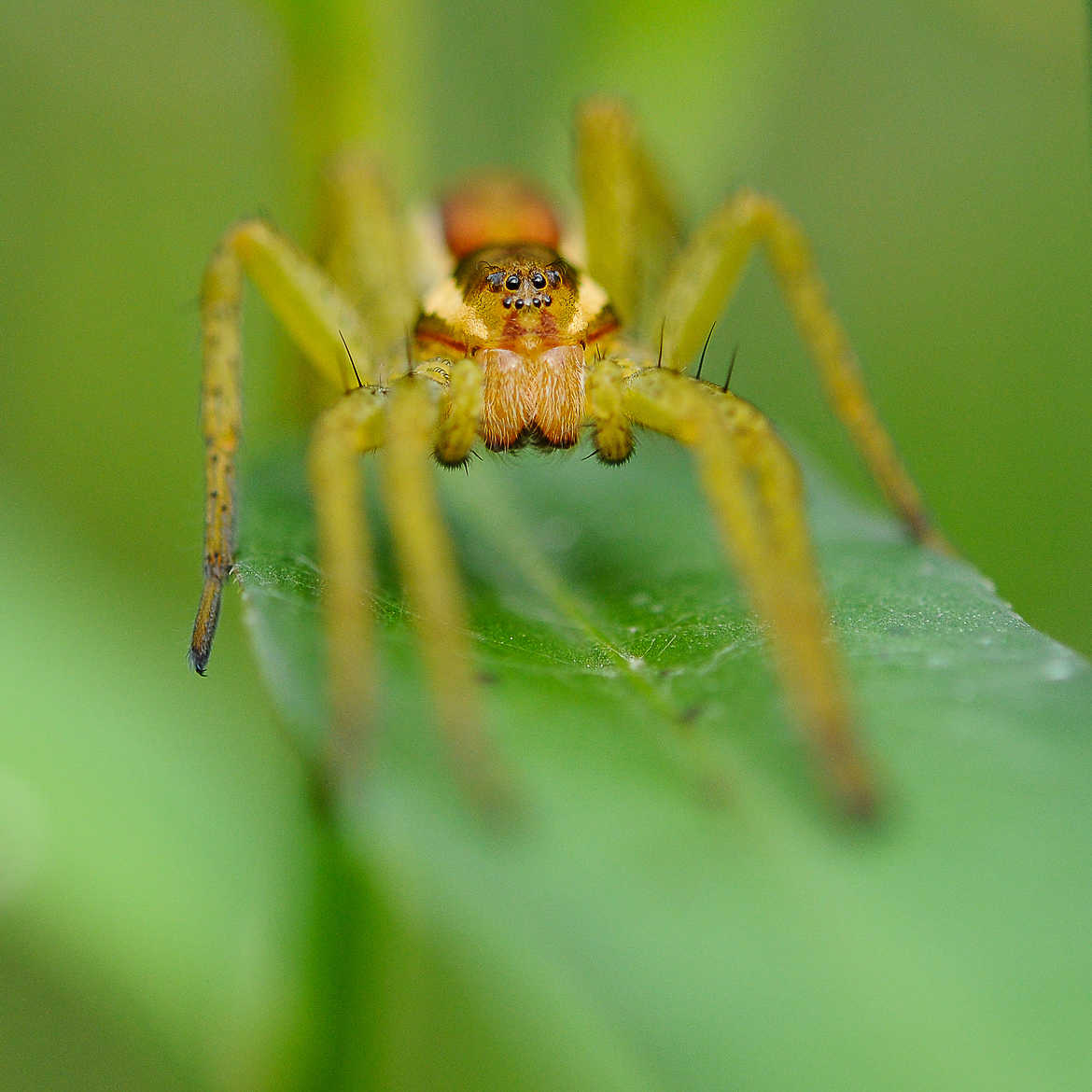 Arachnides- Dolomedes fimbriatus