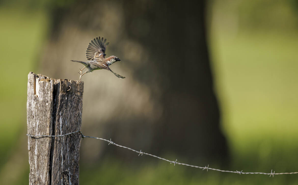 Passer domesticus