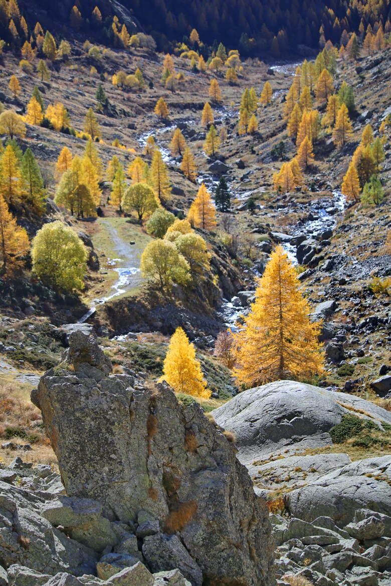 L'automne merveilleux, mêlait son or aux dernières verdures restées vives.